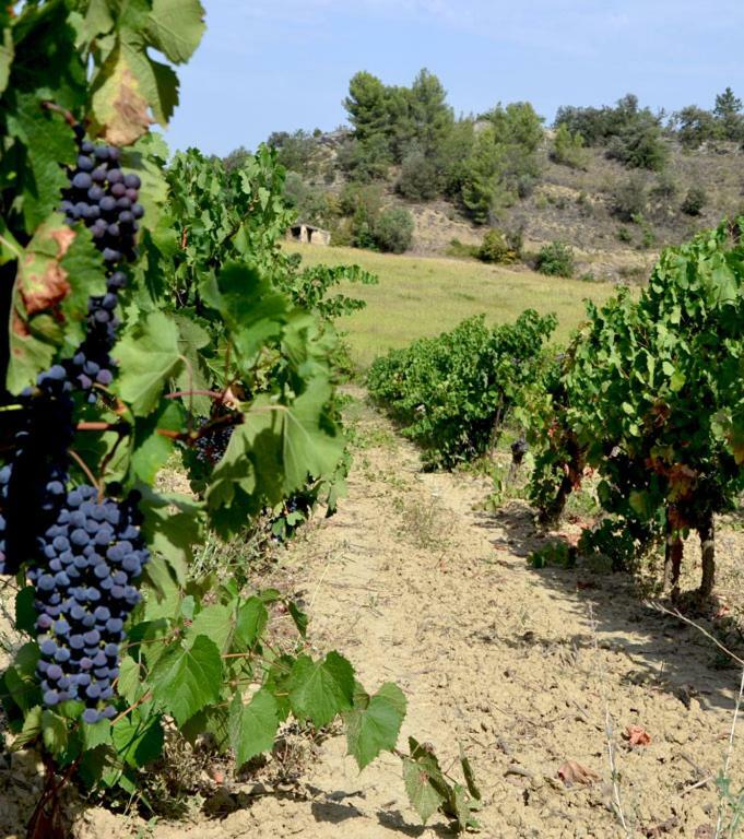 Gite Vigneron Du Domaine D'Alon Magrie Екстериор снимка