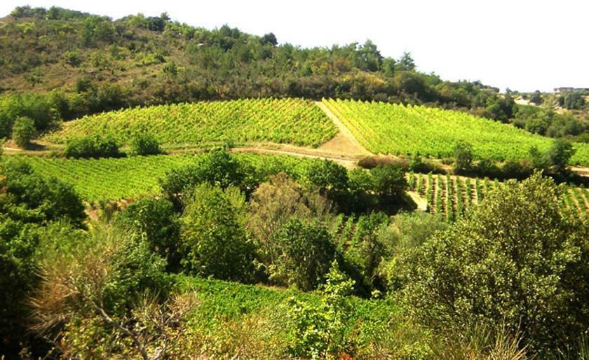 Gite Vigneron Du Domaine D'Alon Magrie Екстериор снимка