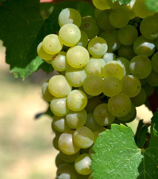 Gite Vigneron Du Domaine D'Alon Magrie Екстериор снимка